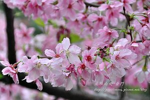 永靜公園櫻花