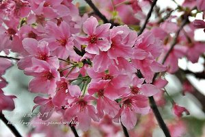 永靜公園櫻花