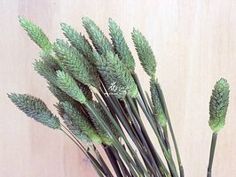 IMG_677333.jpg