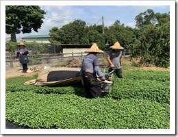 紫城場長用採茶機協力採收