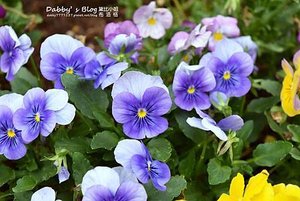 花露休閒農場