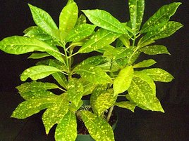 codiaeum variegatum gold dust.jpg