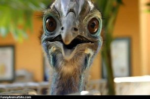 Funky_Bird_Face.jpg