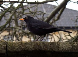 800px-Turdus_merula_-garden_wall-8.jpg