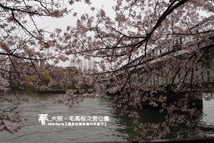 毛馬櫻之宮公園(1003)