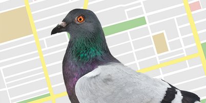 「鴿子Pigeon」