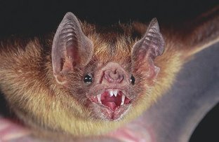 vampire-bat-desmodus-rotundus-portrait-michael-patricia-fogden.jpg