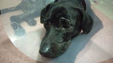 【狗狗犬髖關節發育不全症】Uni開刀日記