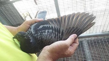 請輸入圖片標題