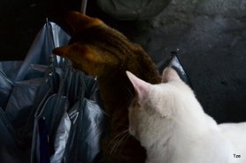 DSC_2217.JPG