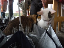 DSCN0830.jpg