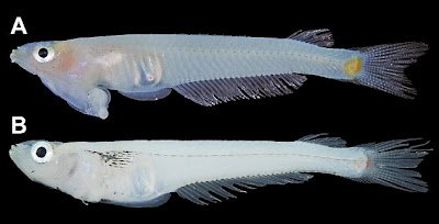喉交魚