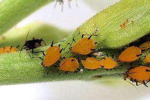 1200px-Sa_aphid_colony_highres.jpg