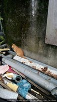 2017.02.27猴洞貓村_170306_0132.jpg