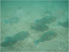 魚4.jpg
