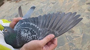 IMG_0051