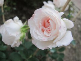 Rose 019.jpg