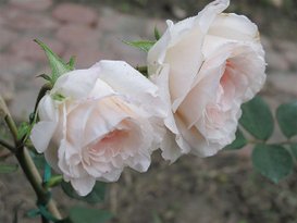 Rose 012.jpg