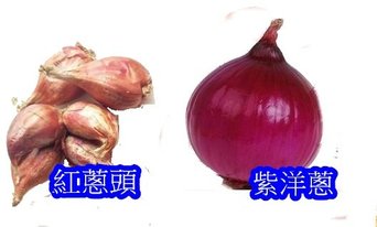 紅蔥頭VS紫皮洋蔥-去背.jpg