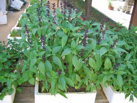 Cinnamon Basil.jpg