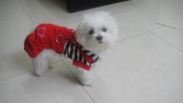 狗衣2