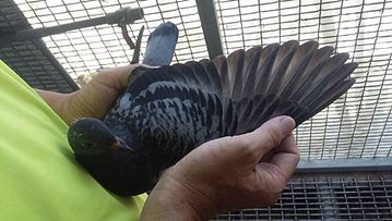 請輸入圖片標題