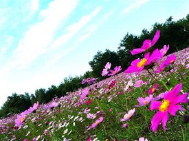 日本大爆走 / DAY2 / 国営滝野すずらん丘陵公園