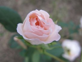 Rose 032.jpg