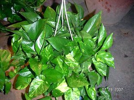 pothos1.jpg