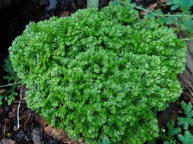 Selaginella Species, Creeping Spikemoss, Meadow Spike Moss.jpg