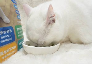 【喵星人主食推薦】健康飲食=幸福關鍵 !  給毛孩全方位的營