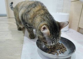 【喵星人主食推薦】健康飲食=幸福關鍵 !  給毛孩全方位的營