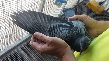請輸入圖片標題