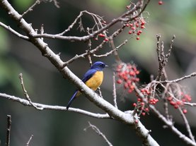 大雪山賞鳥和松鼠及猴王:074A7373黃腹琉璃公鳥.jpg