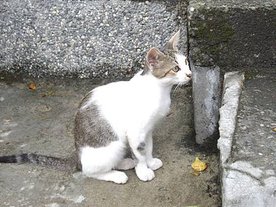IMGP1535