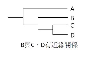 B and CD evolve related