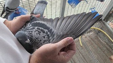 IMG_0041