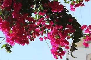IMG_1157 (Medium).JPG