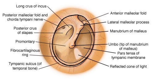 image-ear-drum-i9.jpg