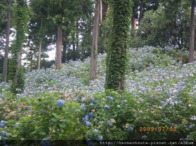 2009-07-02 遊箱根 038