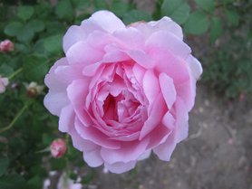 Rose 050.jpg