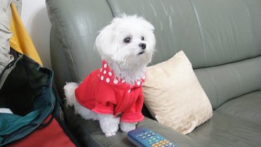 狗衣1