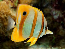 butterflyfish.jpg