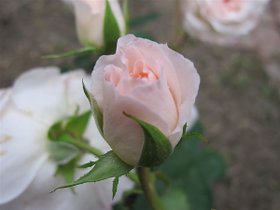 Rose 021.jpg