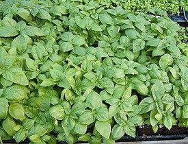 Sweet Basil.jpg