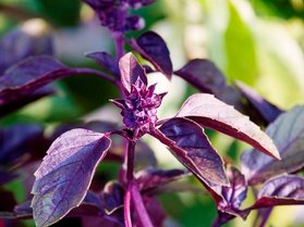 purple_basil.jpg