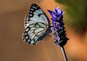 butterfly-374087_1280.jpg