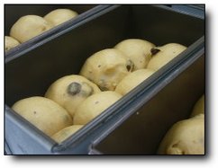 後醱完成吐司1.jpg