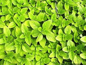 Golden Oregano.jpg