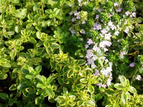 Lemon thyme, Thymus citriodorus.jpg